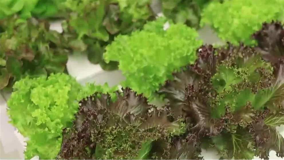 بلدية الفجيرة تستعرض ريادتها في الابتكار الزراعي في المؤتمر والمعرض الزراعي الإماراتي 2025