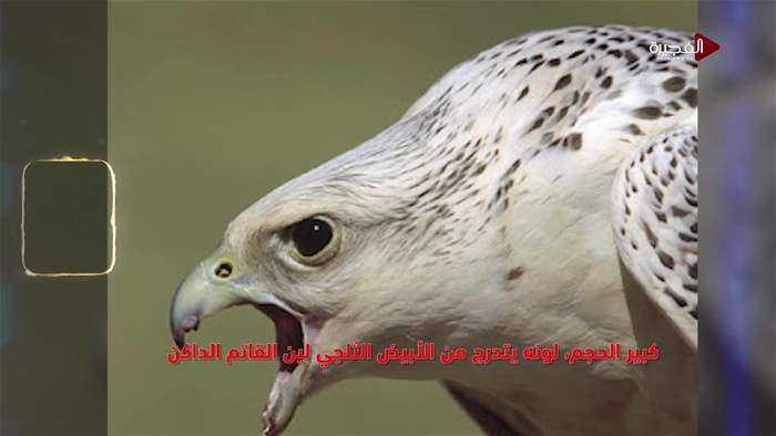 تيفان أول 