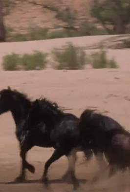 الخيول البرية