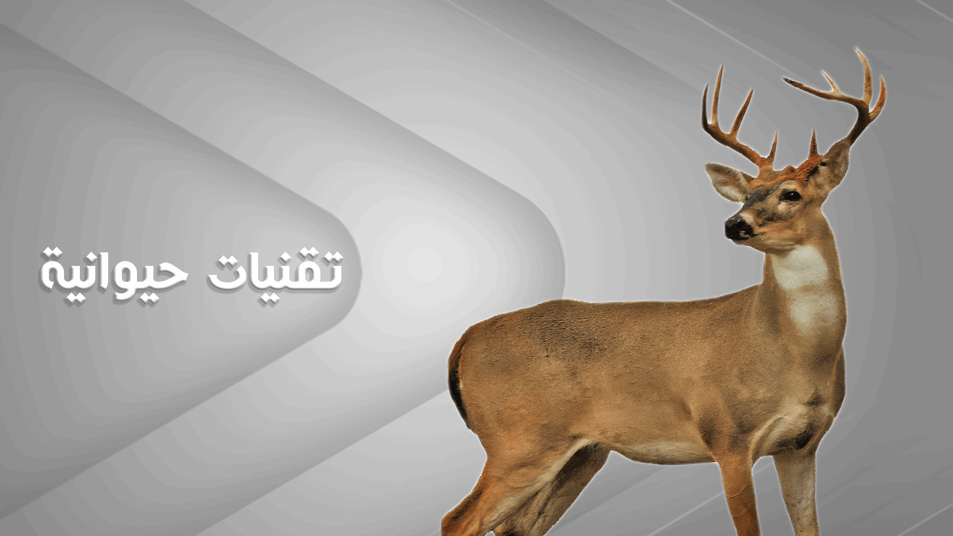 تقنيات حيوانيّة